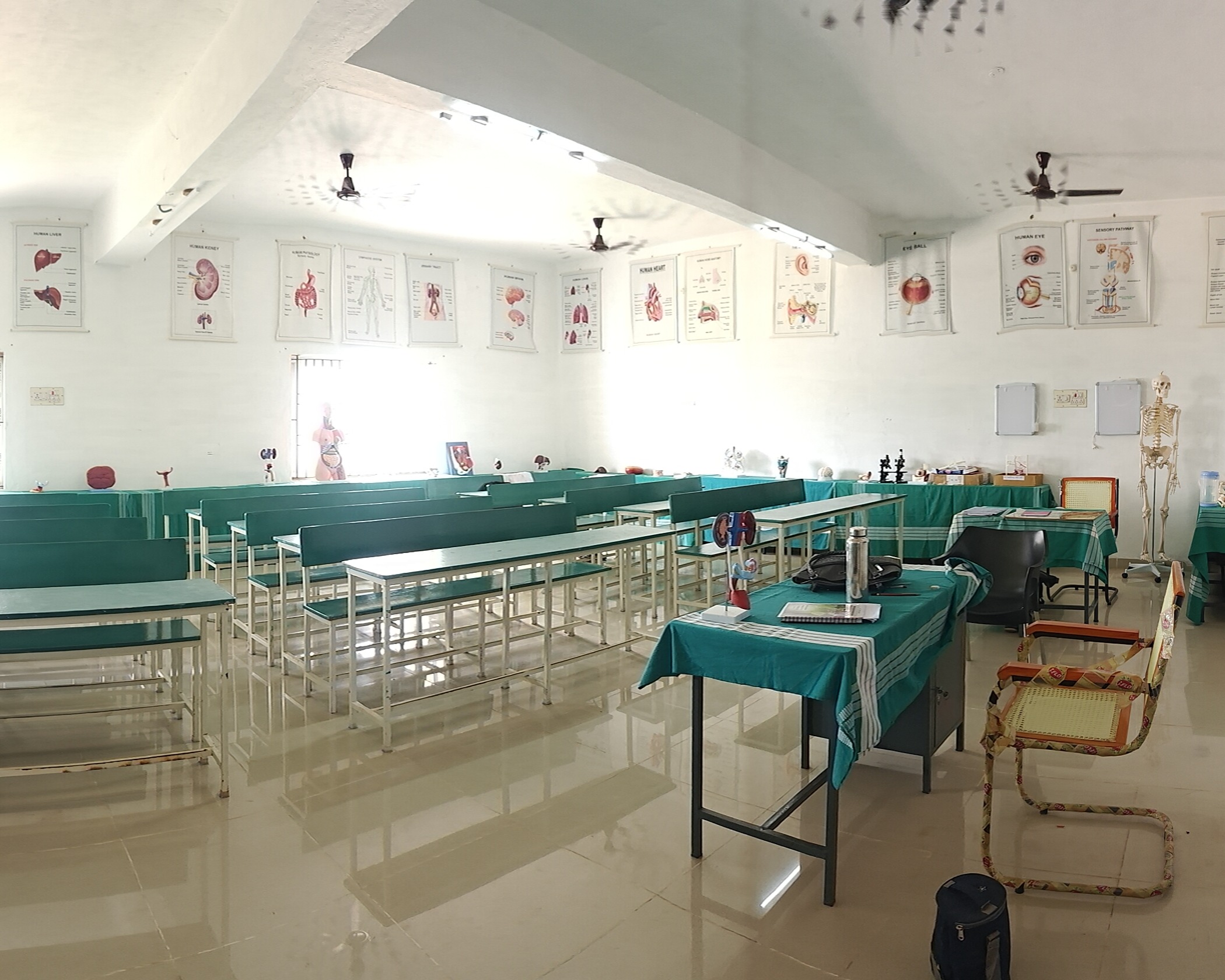 Anatomy